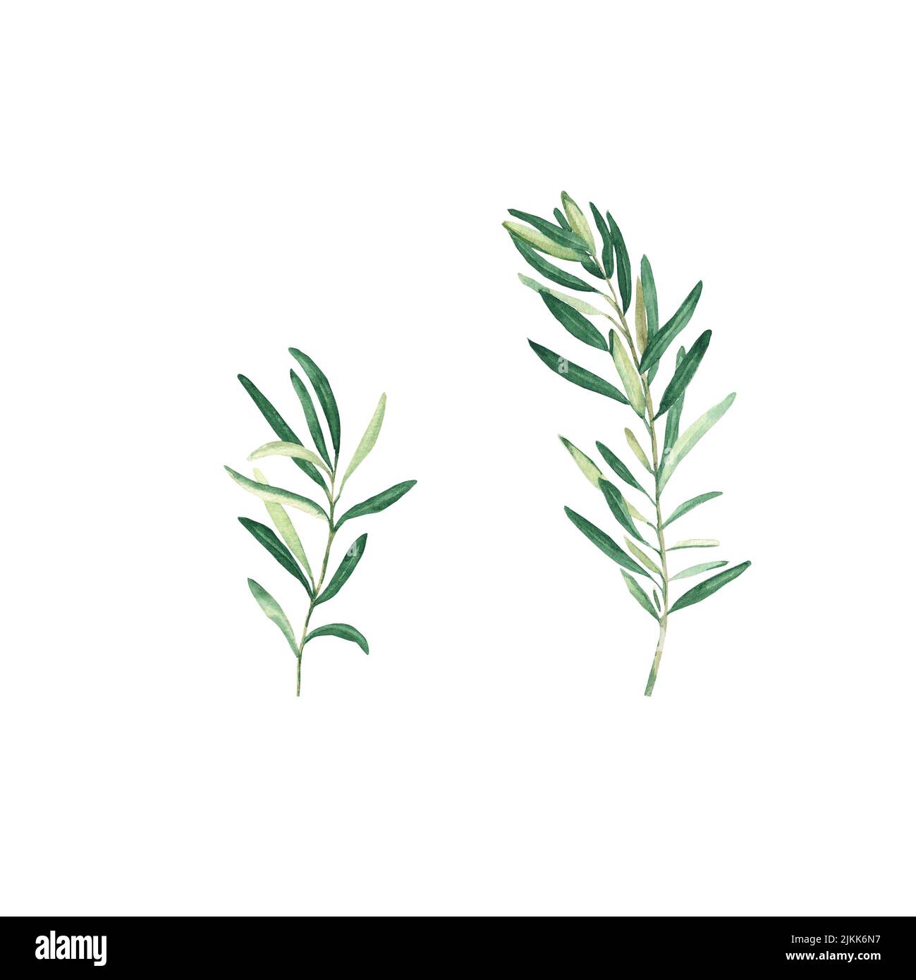 Green olive branches set isolated on white background. Watercolor hand ...