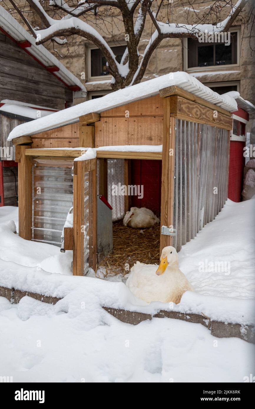 A closeup of a duck in the snowy outdoors in front of duck house Stock Photo