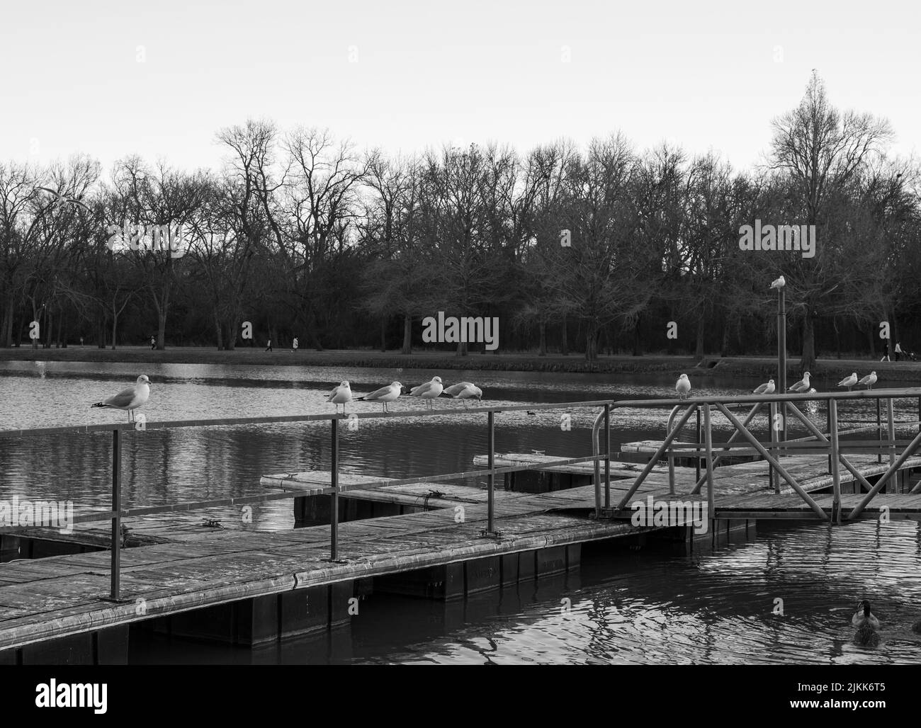 A grayscale shot of towne lake park with birds in McKinney, Texas Stock
