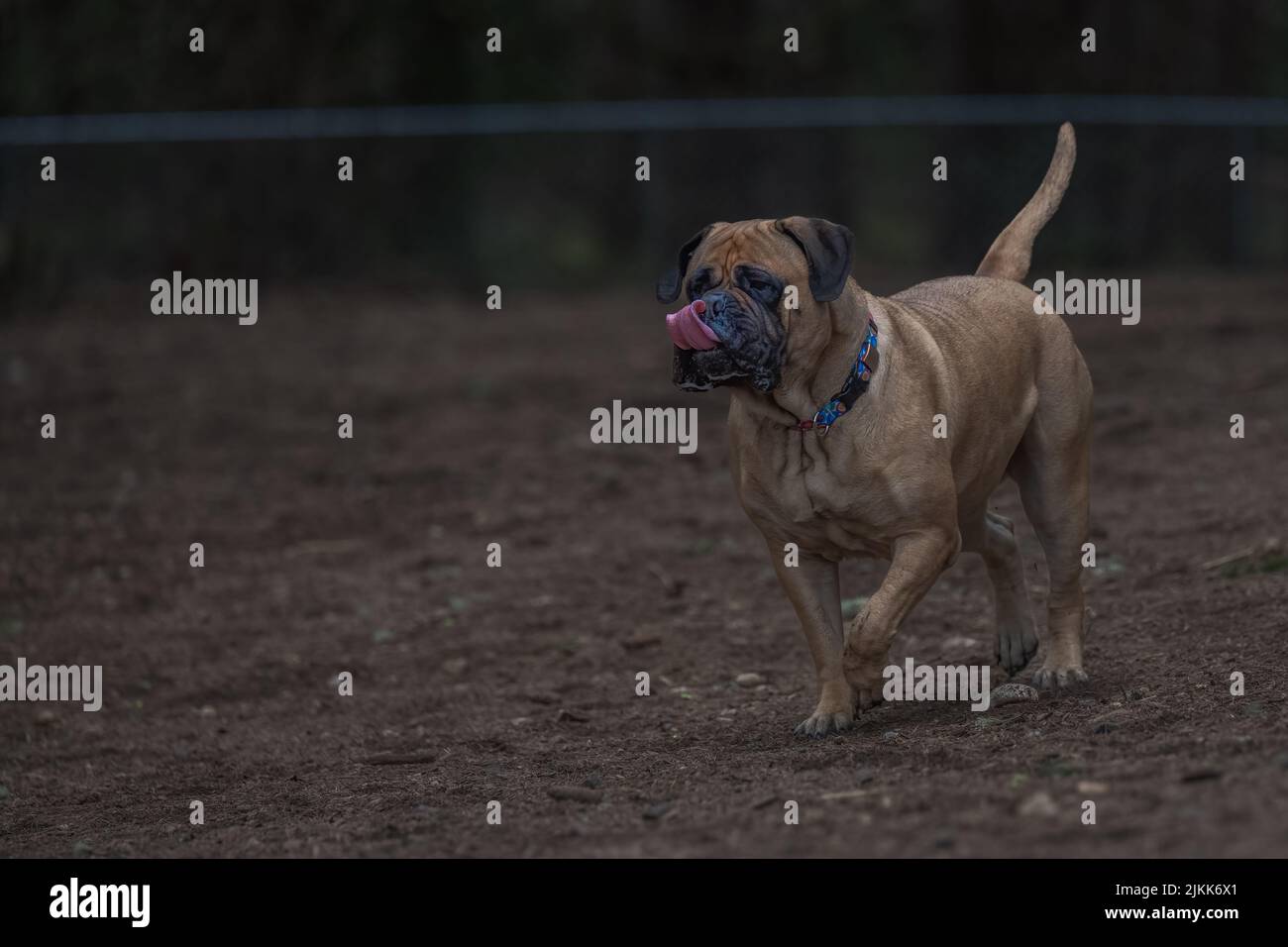 A selective focus shot of a Bullmastiff dog alertly walking without a leash Stock Photo