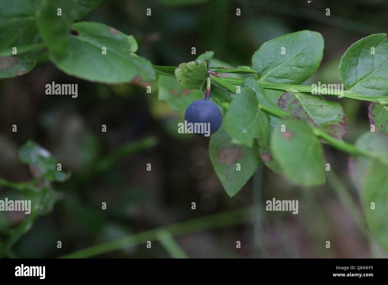 One small blueberry on the plant branch Stock Photo - Alamy