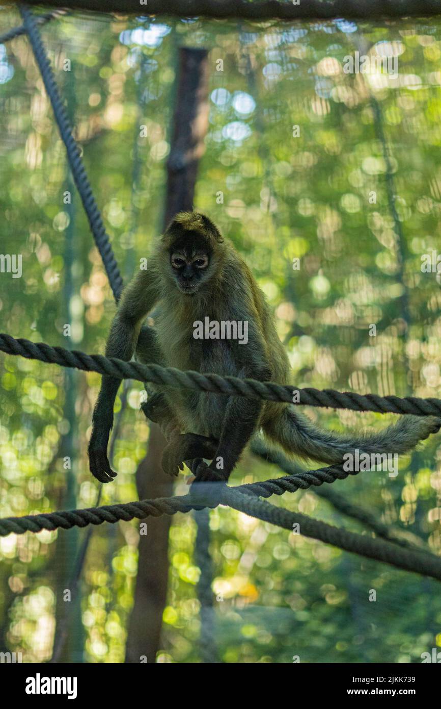 A vertical shot of a monkey crossing rope bridges at a zoo Stock Photo