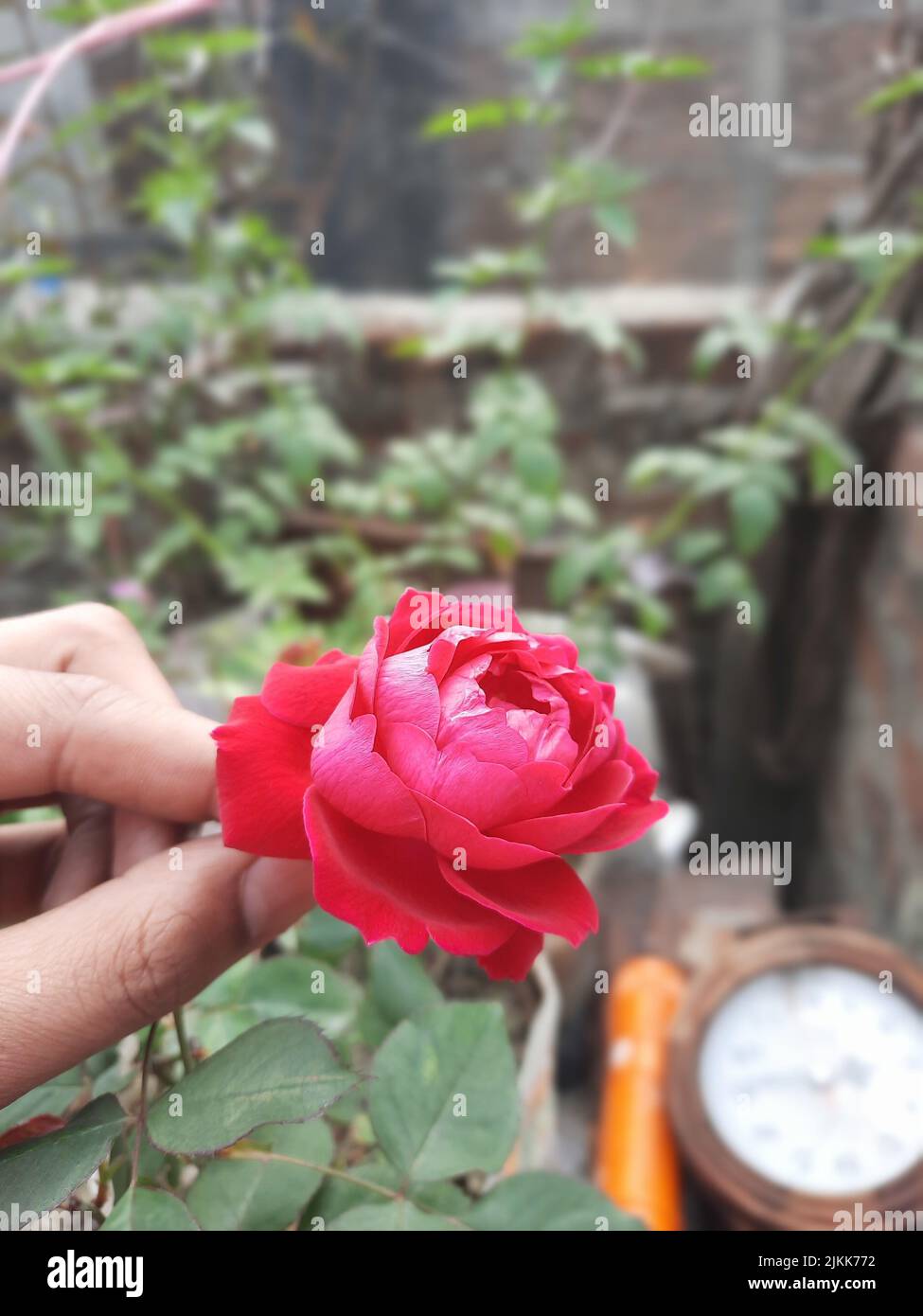 A vertical shot of a person picking a blooming red rose from a garden Stock Photo