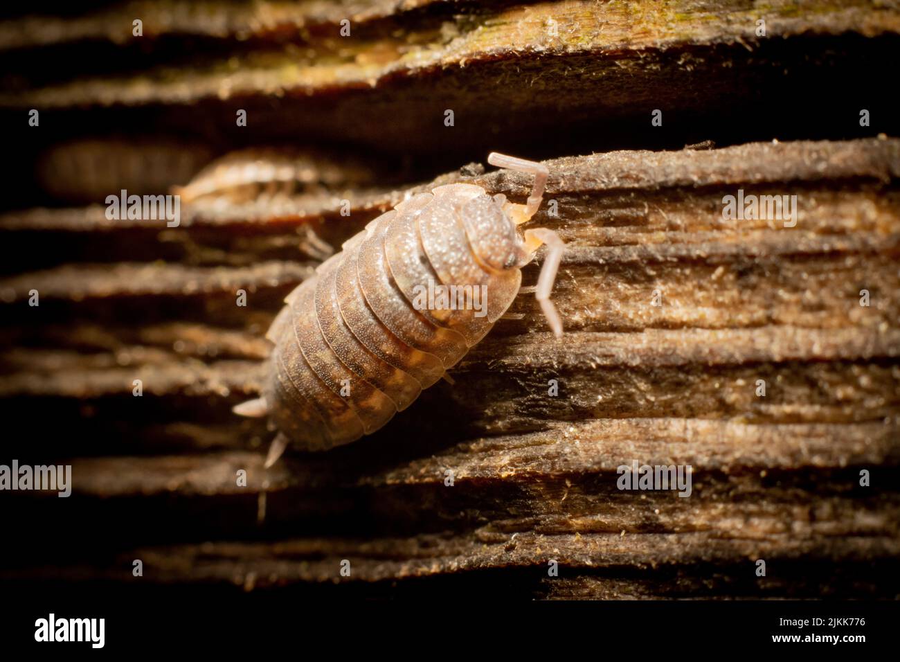 A closeup of a common woodlouse on a wooden surface under the sunlight Stock Photo