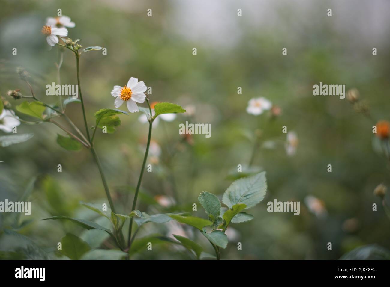 A closeup of beautiful Black-jack (Bidens pilosa) flowers isolated on a blurry background Stock Photo