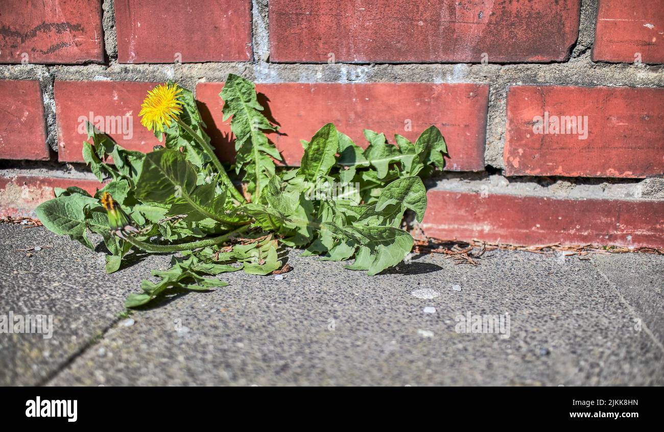 A shot of a common sowthistle (Sonchus oleraceus) growing near the brick wall Stock Photo