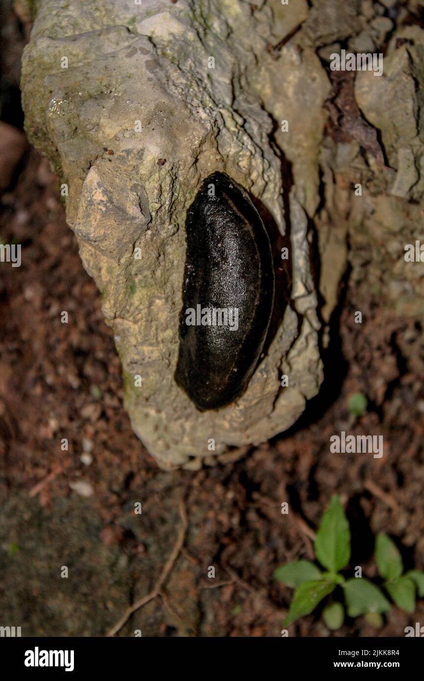Slug texture hi-res stock photography and images - Alamy