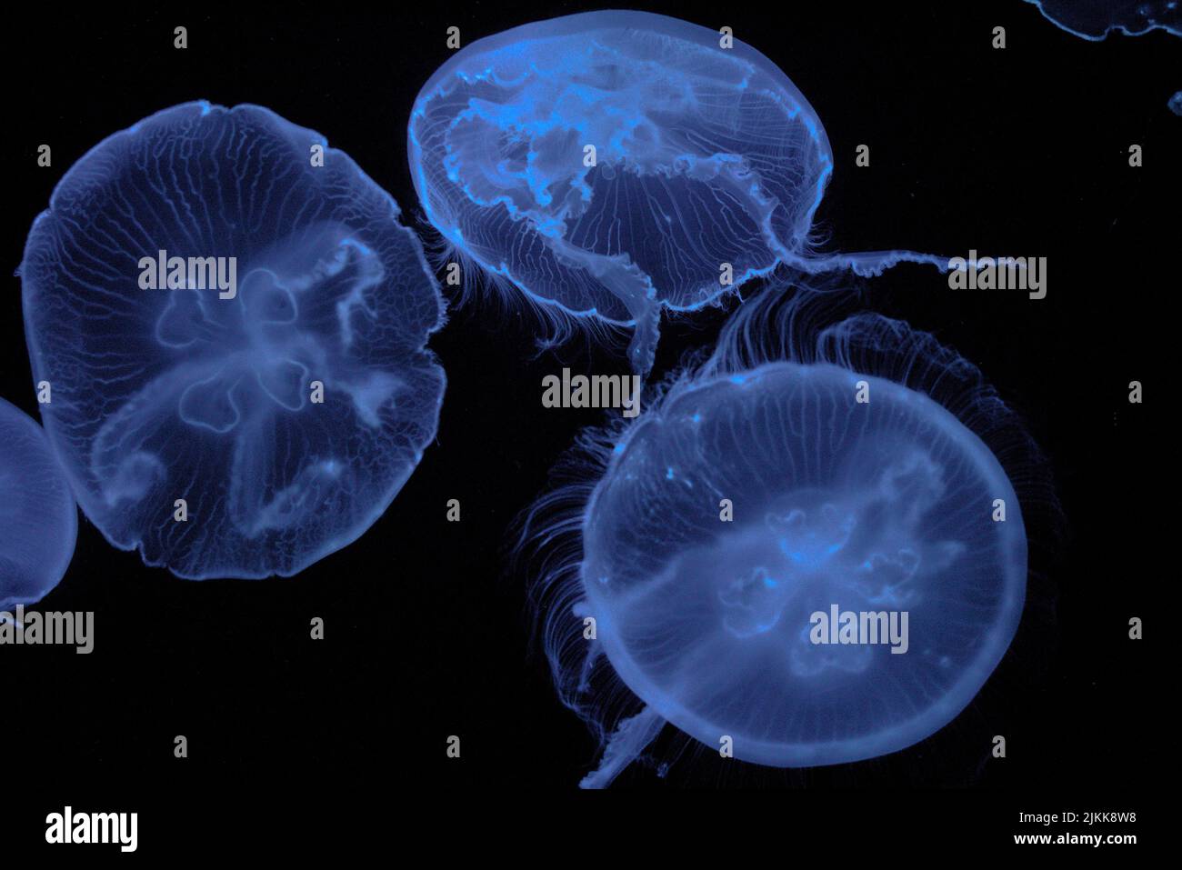 A closeup of blue jellyfish underwater Stock Photo