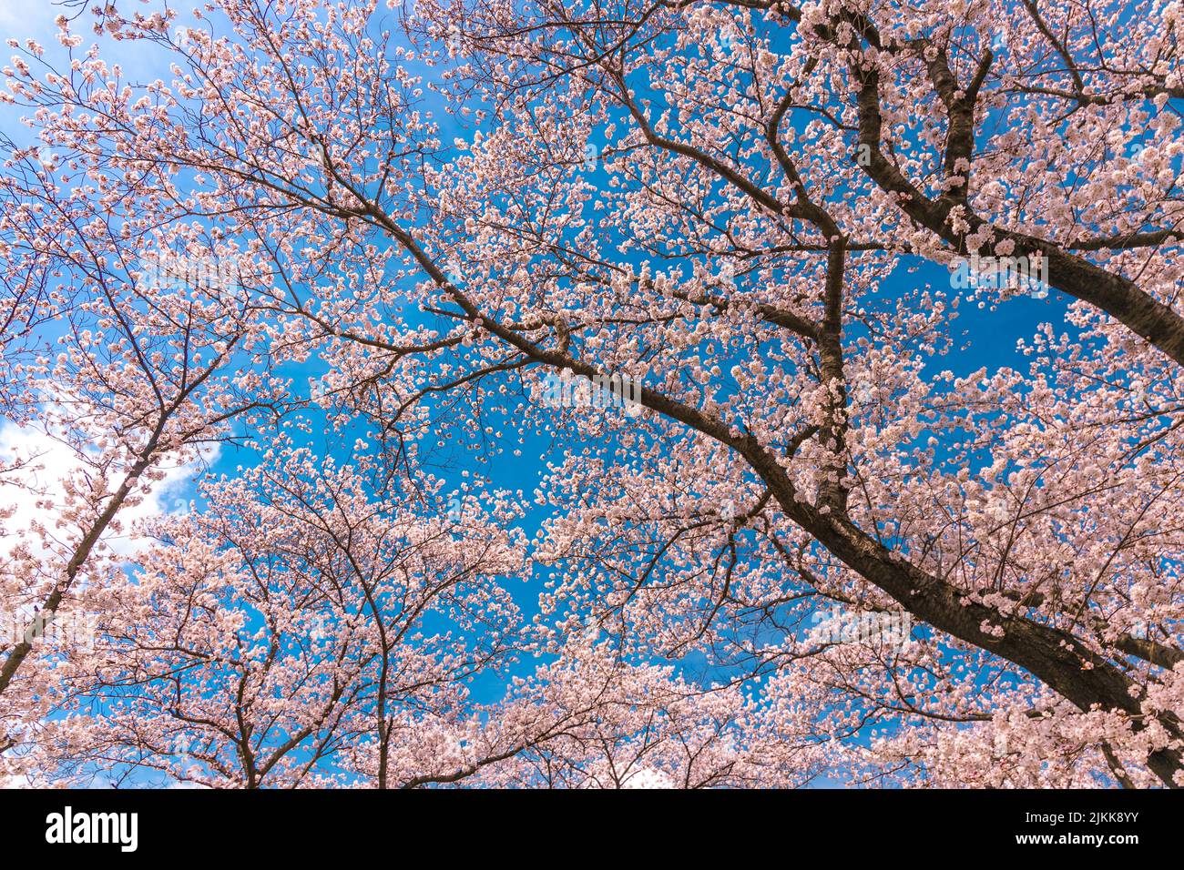 Beautiful cherry blossom park hi-res stock photography and images - Alamy