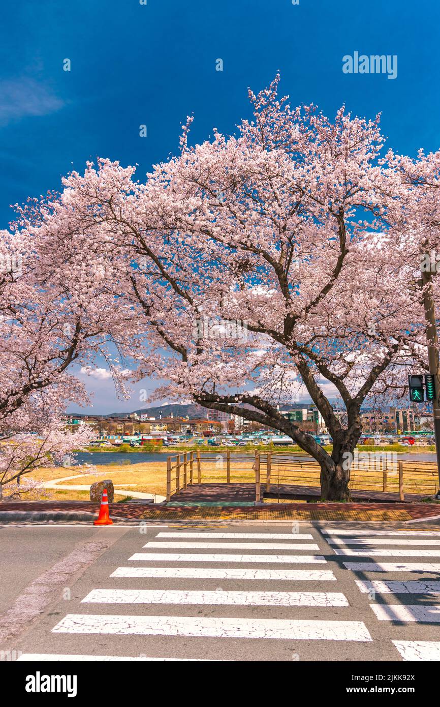 Beautiful cherry blossom park hi-res stock photography and images - Alamy