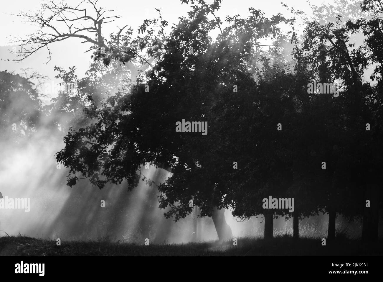 Sunlight on leaves trees Black and White Stock Photos & Images - Alamy