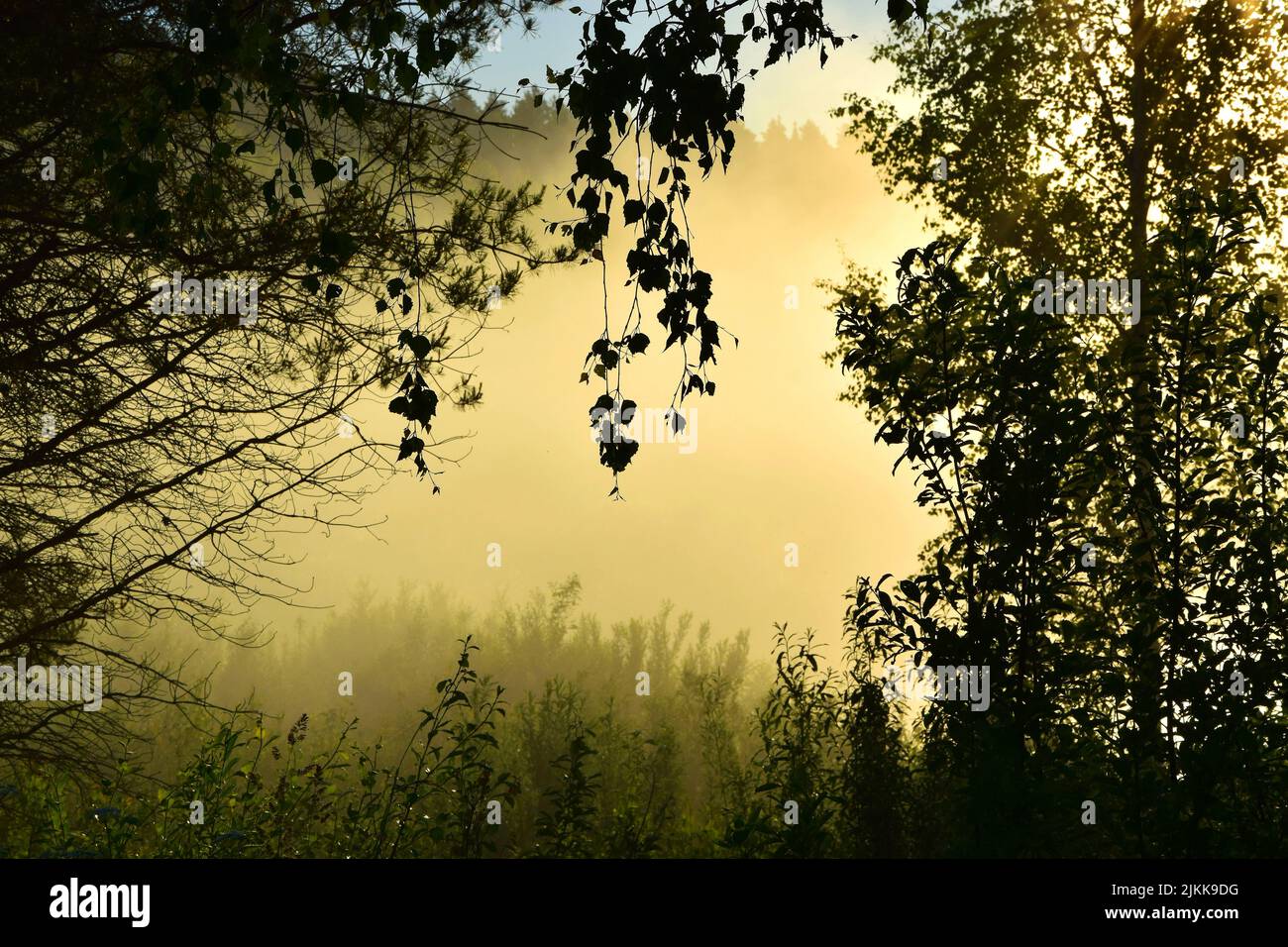 Foggy forest landscape hi-res stock photography and images - Alamy