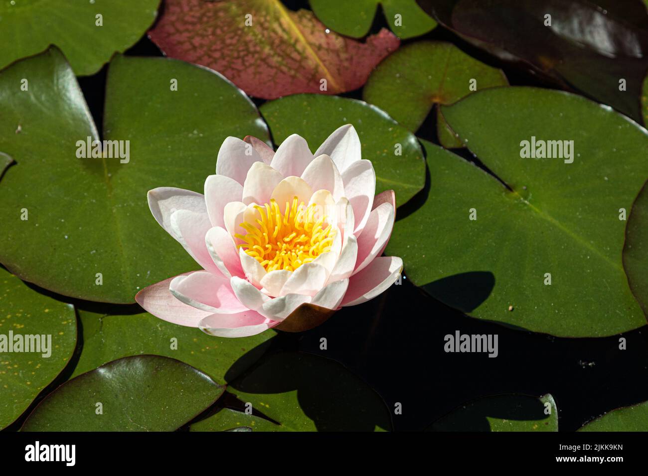A closeup of lotus flower on Lily pads in a lake Stock Photo