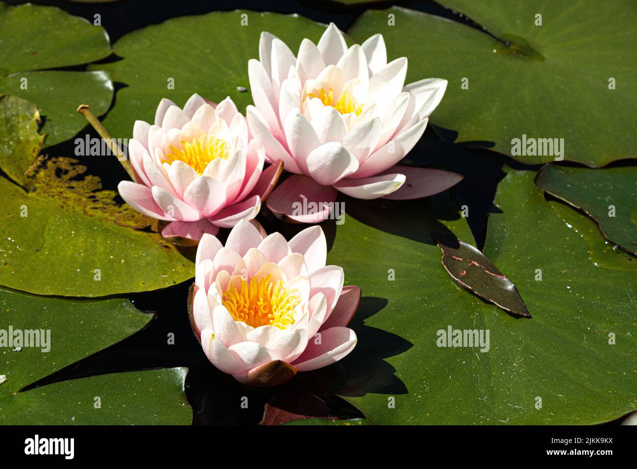A closeup of beautiful lotus flowers on lily pads in a lake Stock Photo