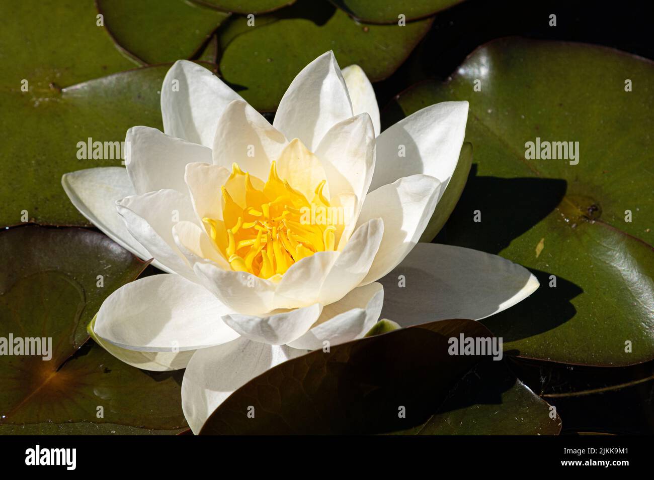 A beautiful lotus flower on a Lily pads in a lake Stock Photo