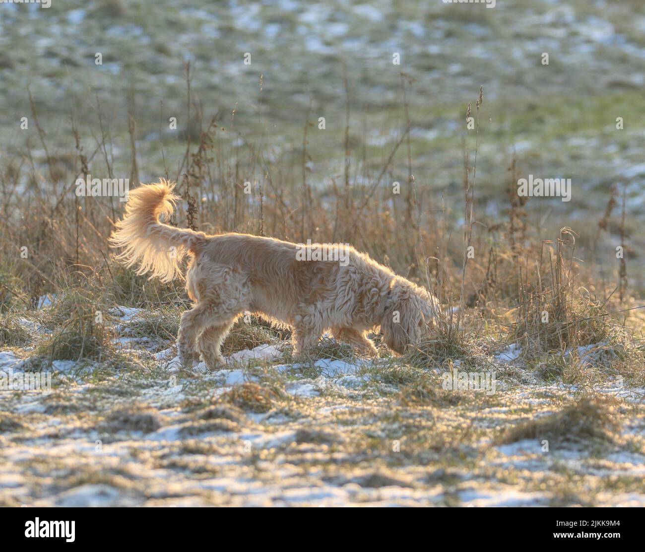 A shallow focus shot of a goldendoodle dog sniffing on grass in the garden on a sunny day with blurred background Stock Photo
