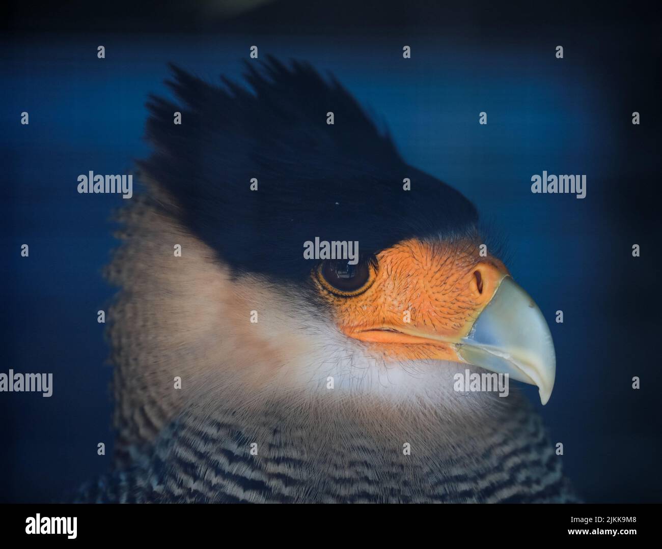 A beautiful portrait of a southern crested caracara in bright sunlit on a blurred blue background Stock Photo