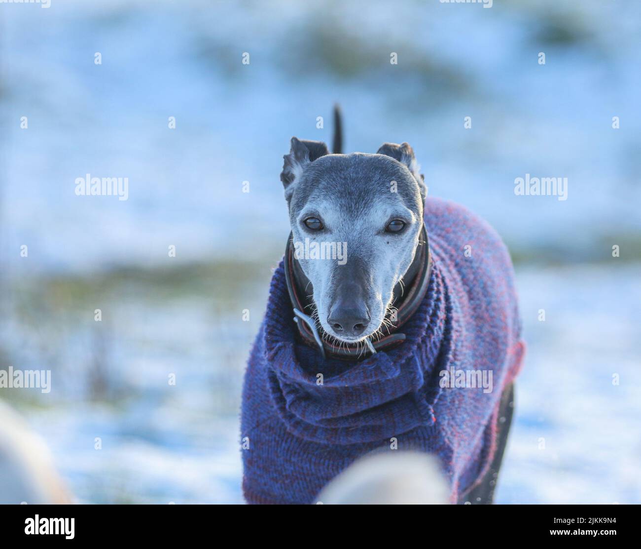 A shallow focus shot of a Greyhound dog wearing blue sweater and sitting outdoors on a sunny day with blurred background Stock Photo