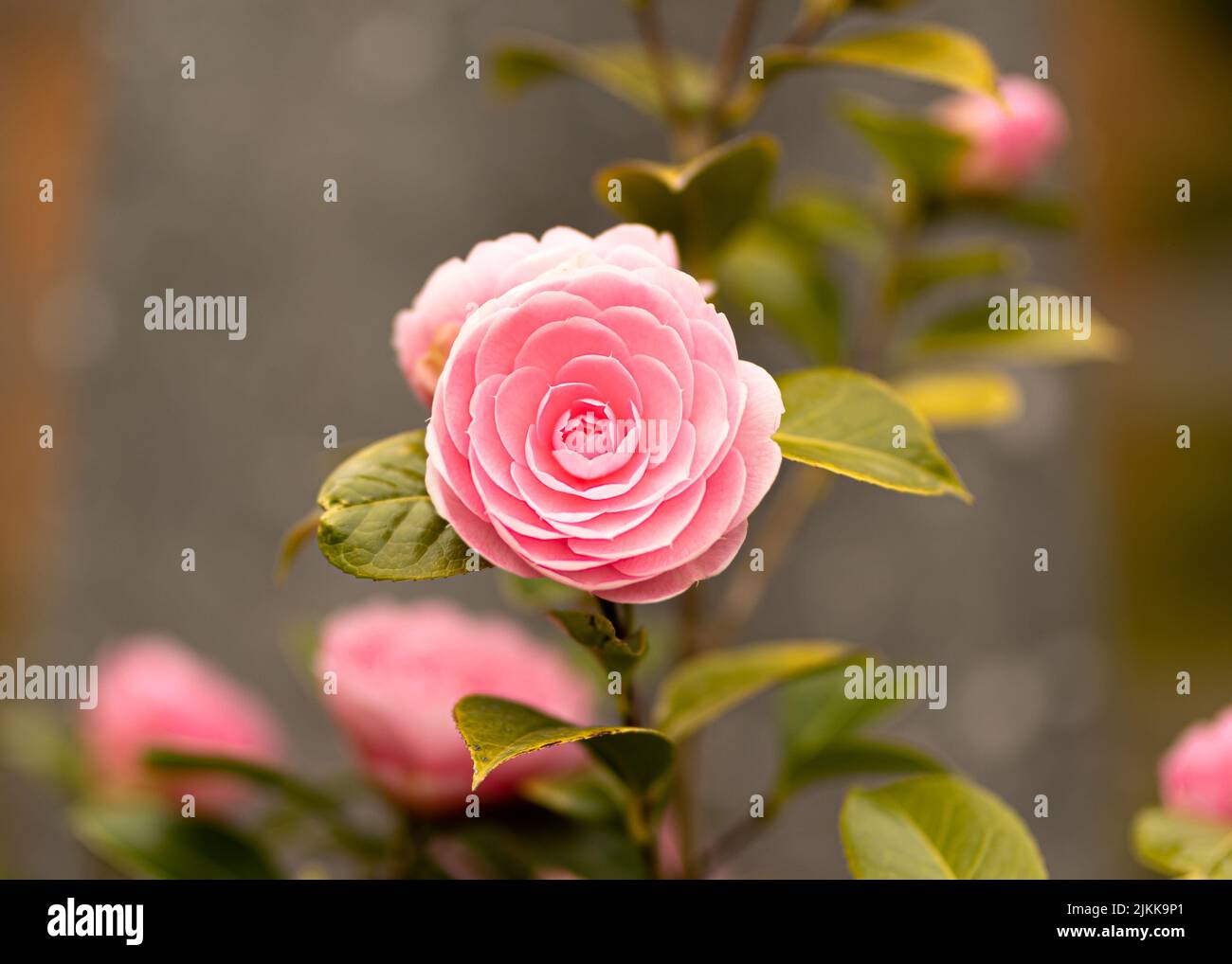A selective focus shot of a Japanese Camellia flower blooming in the garden during daytime with blurred background Stock Photo