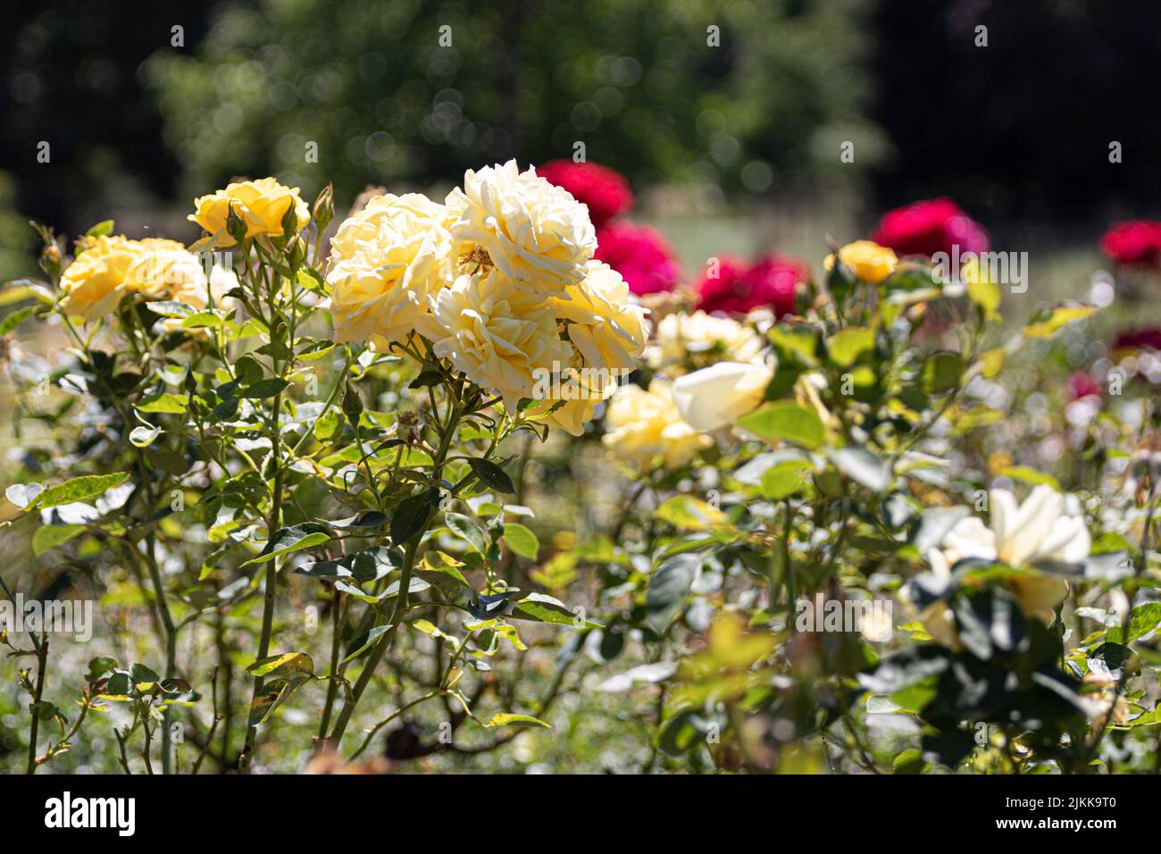 Beautiful colorful roses hi-res stock photography and images - Alamy
