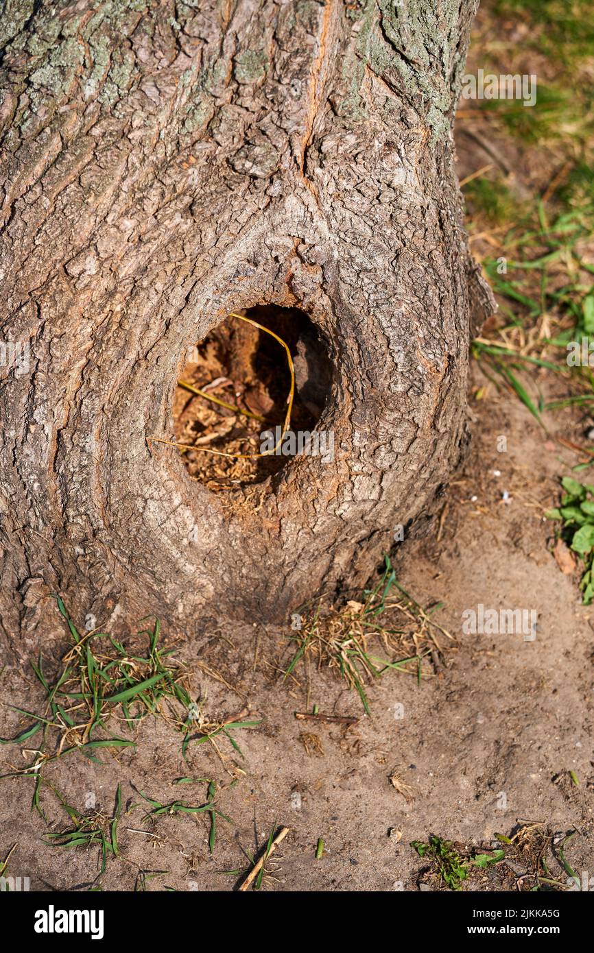 A closeup of a hole in a tree Stock Photo - Alamy