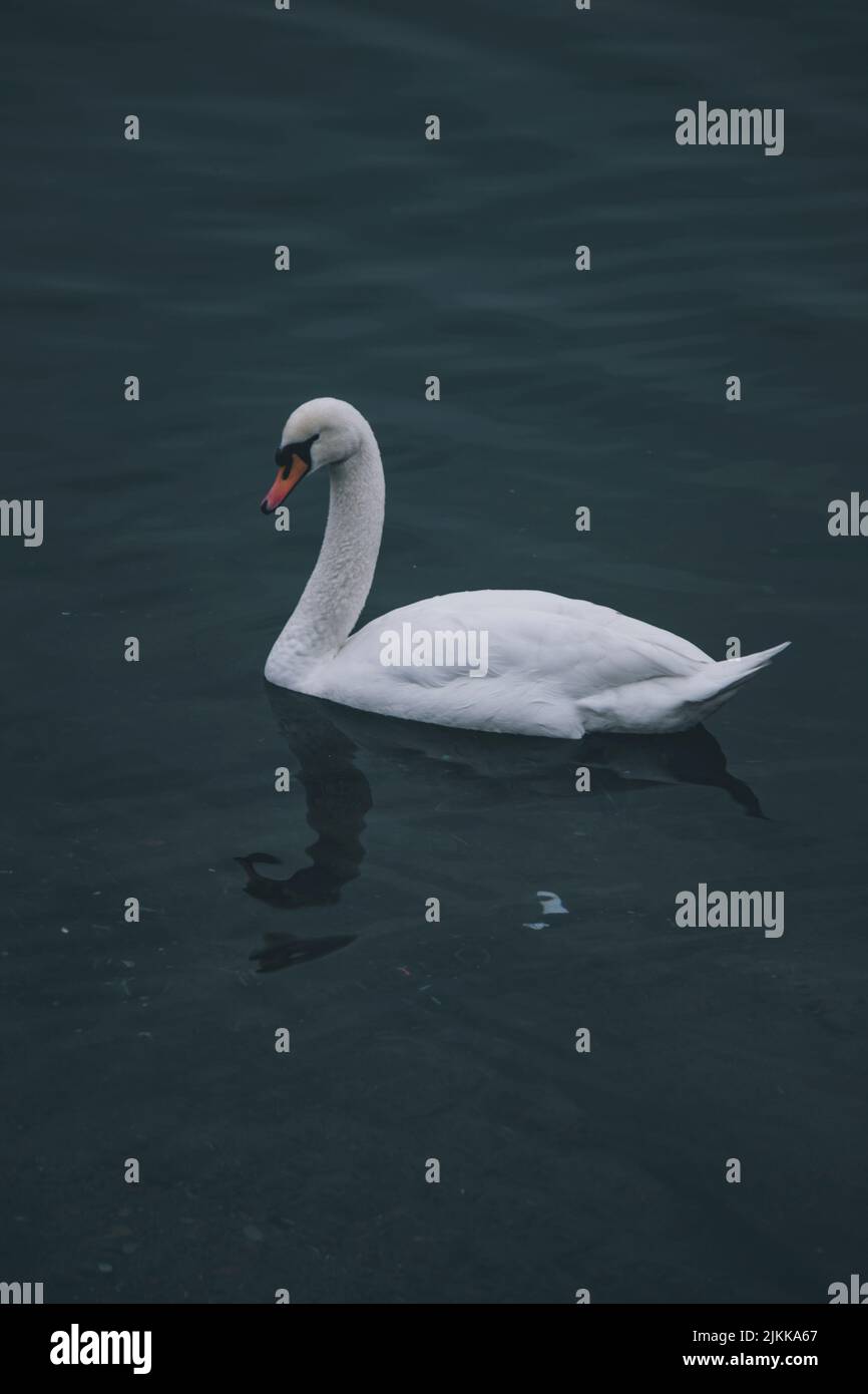 A vertical shot of a swan swimming in a lake Stock Photo - Alamy