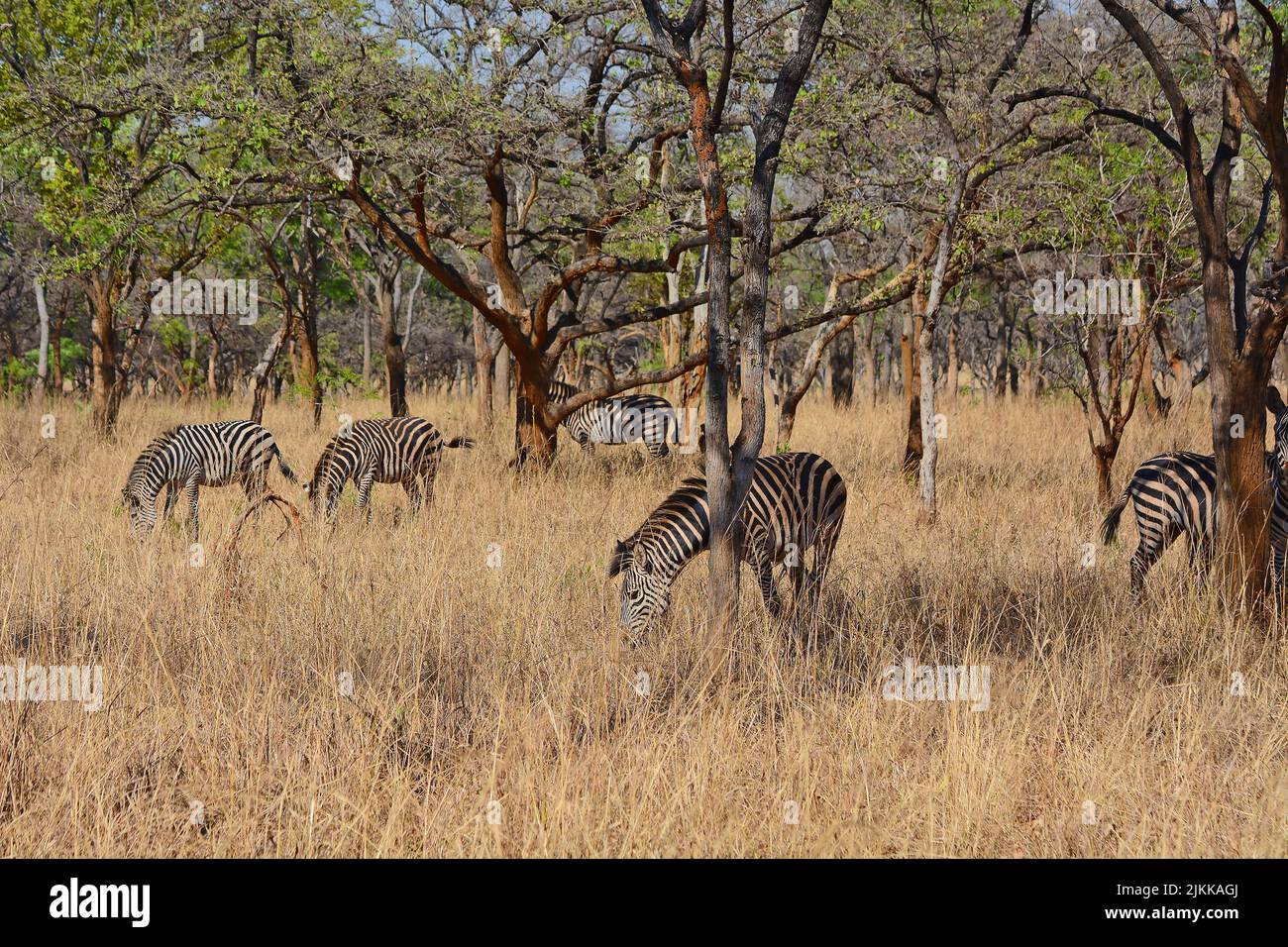 Lilayi lodge hi-res stock photography and images - Alamy Lilayi lodge hi-res stock photography and images - Alamy