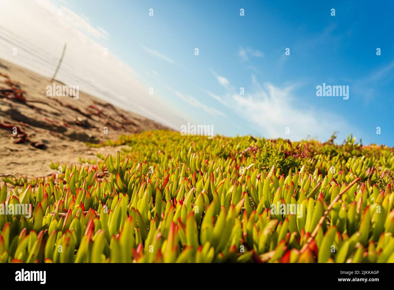 A closeup of leaves of ice plants under the bright blue sky in Christchurch, New Zealand Stock Photo