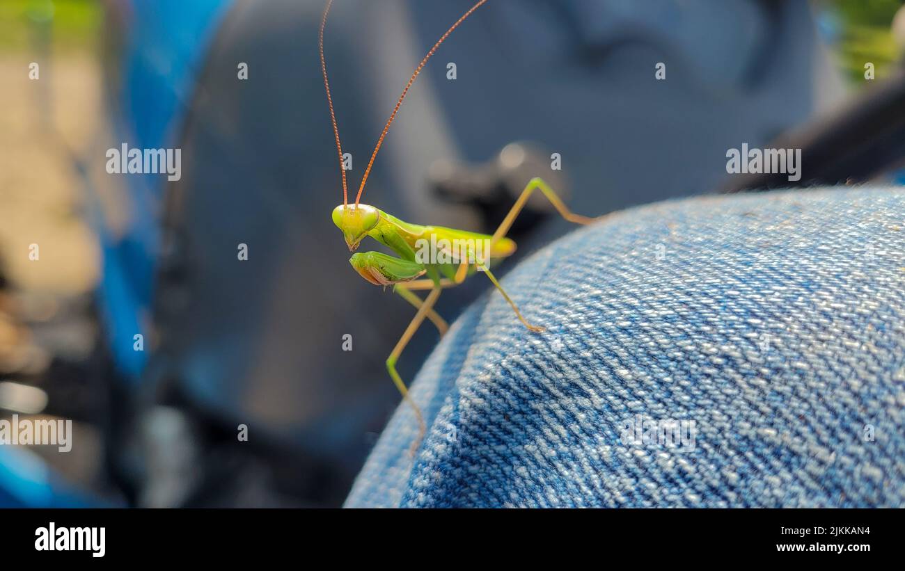 Populær religion specifikation Insect on jeans hi-res stock photography and images - Alamy