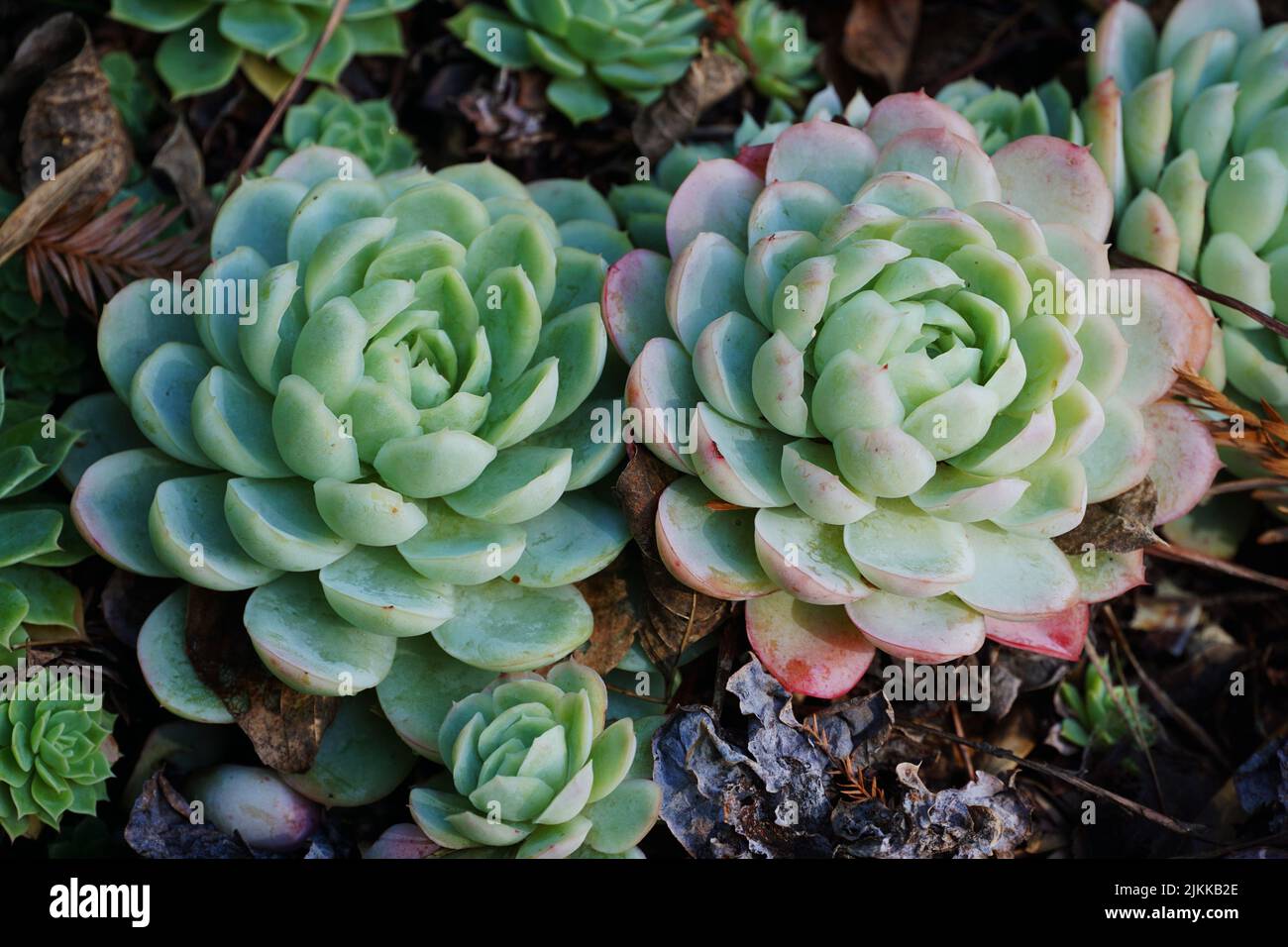 A scenic view of beautiful Echeveria flowering plants in a garden Stock Photo