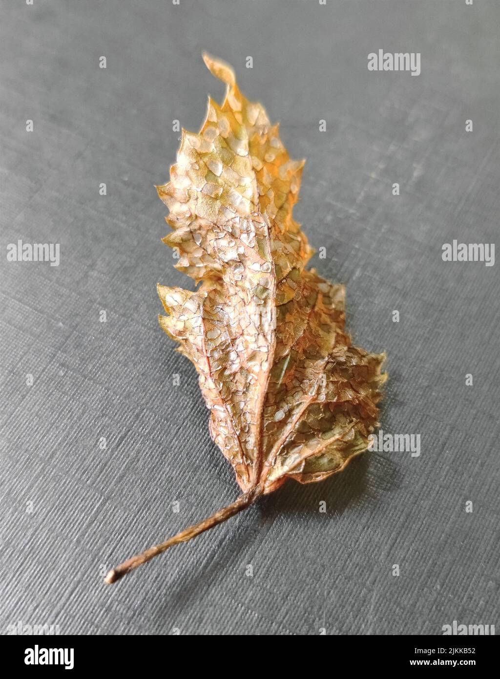 A vertical closeup shot of a dried orange leaf isolated on the grey ...