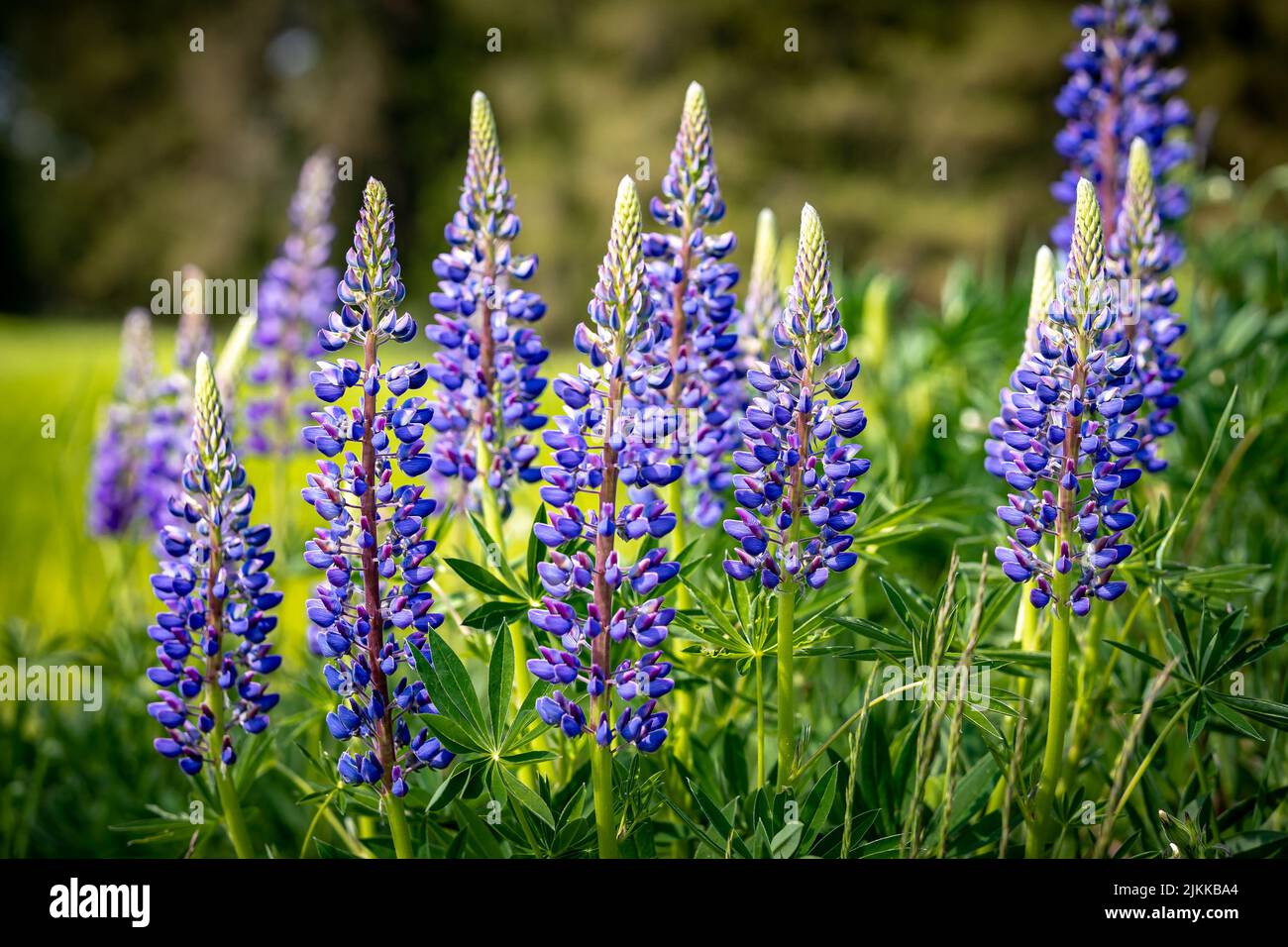 Lupinus, lupin, lupine field with pink purple and blue flowers. Bunch of lupines summer flower background Stock Photo