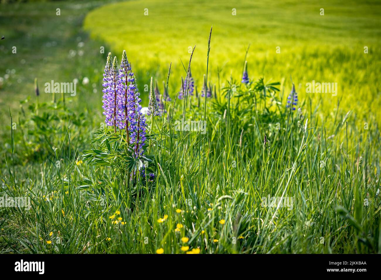 Lupinus, lupin, lupine field with pink purple and blue flowers. Bunch of lupines summer flower background Stock Photo