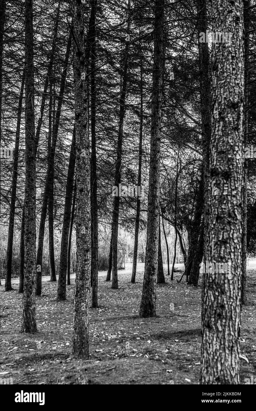 Beautiful forest landscape Black and White Stock Photos & Images - Alamy
