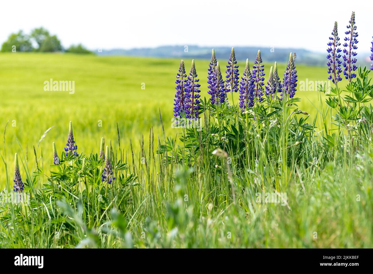 Lupinus, lupin, lupine field with pink purple and blue flowers. Bunch
