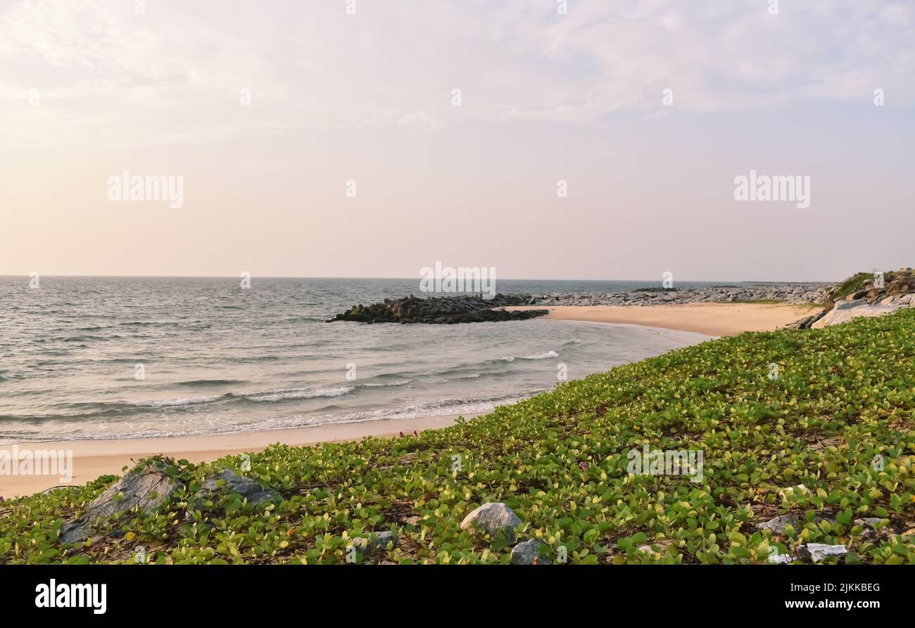 A Scenic View of a Beach with Sea Weeds grown during Evening Sunset Stock Photo