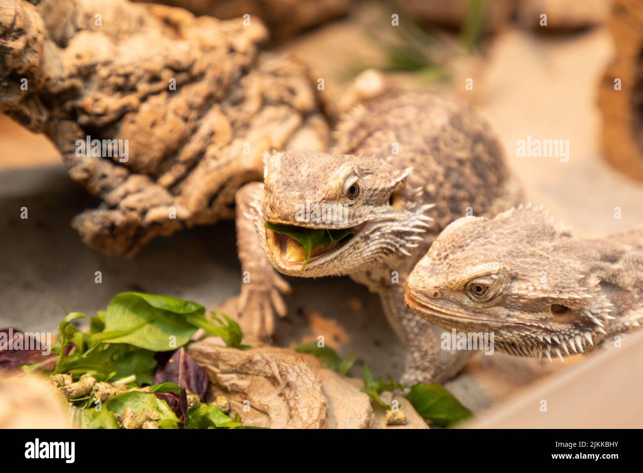 bearded dragon in the terrarium Stock Photo - Alamy