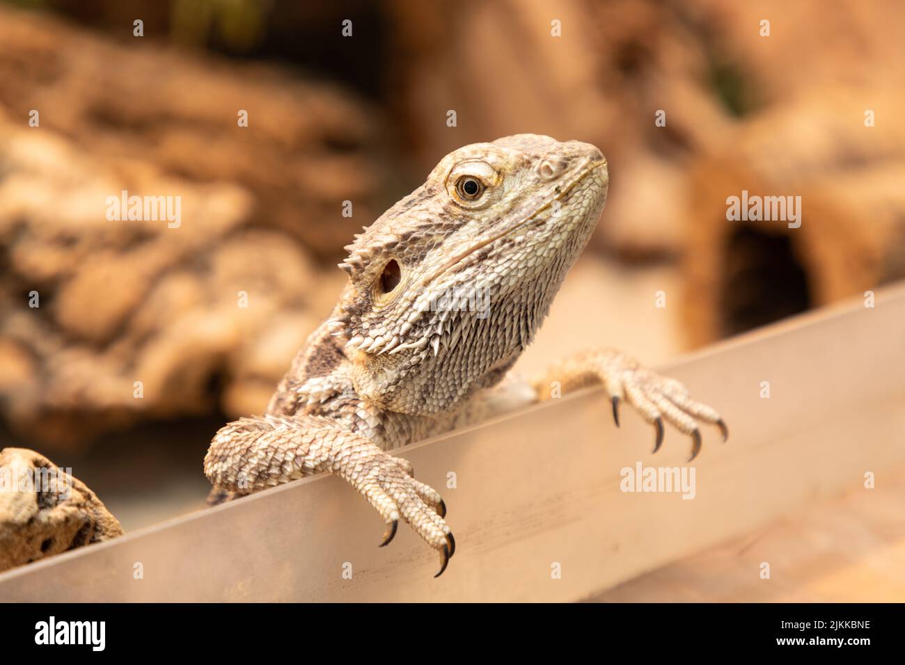 bearded dragon in the terrarium Stock Photo Alamy