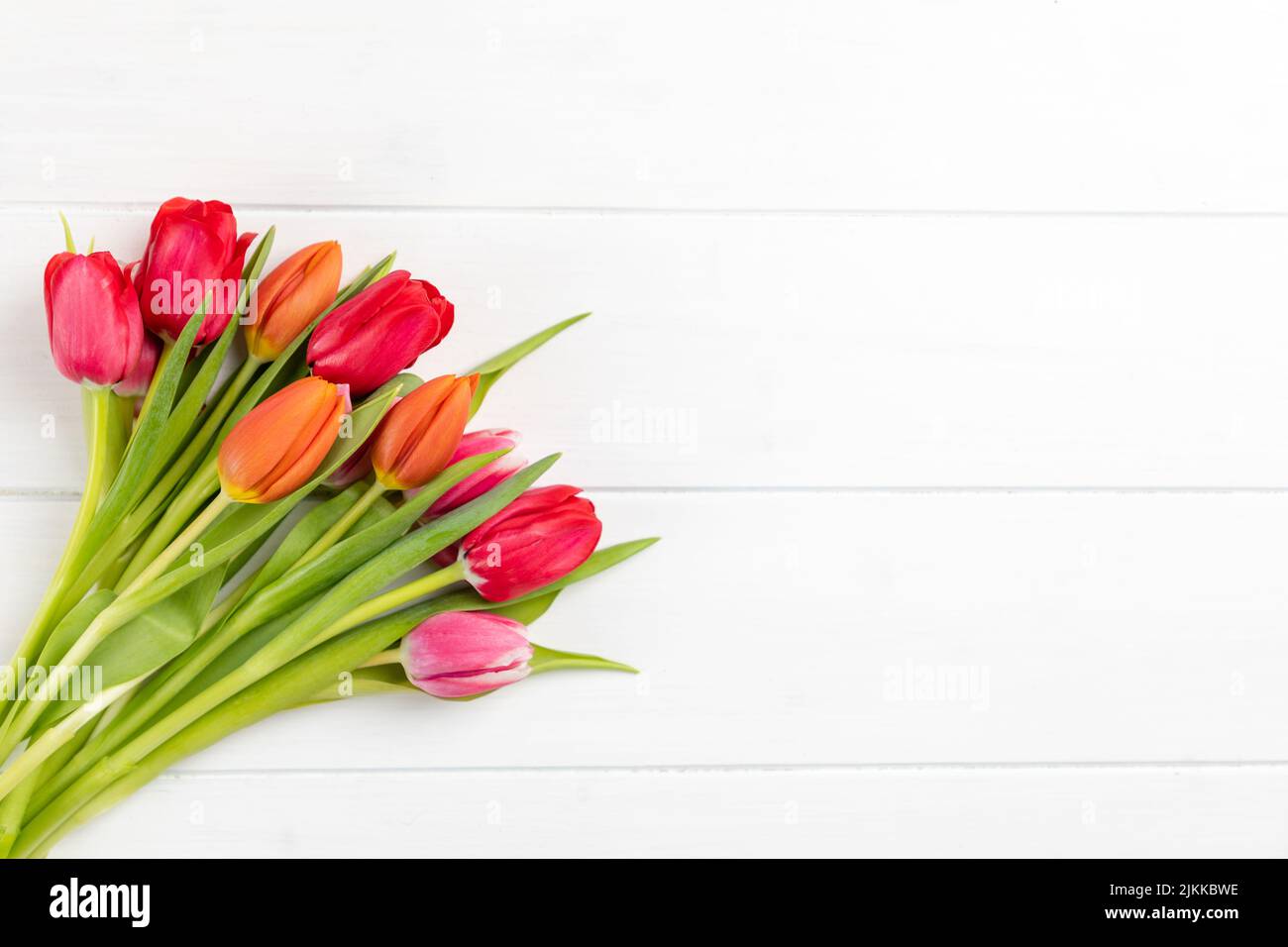 colorful tulips on a white background with copy space Stock Photo - Alamy