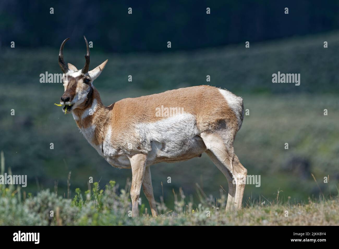 The Pronghorn in Gabelbock, Yellowstone National park Stock Photo Alamy