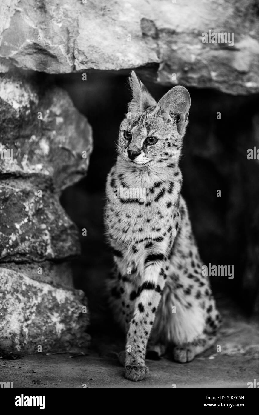Young zoo Black and White Stock Photos & Images - Alamy