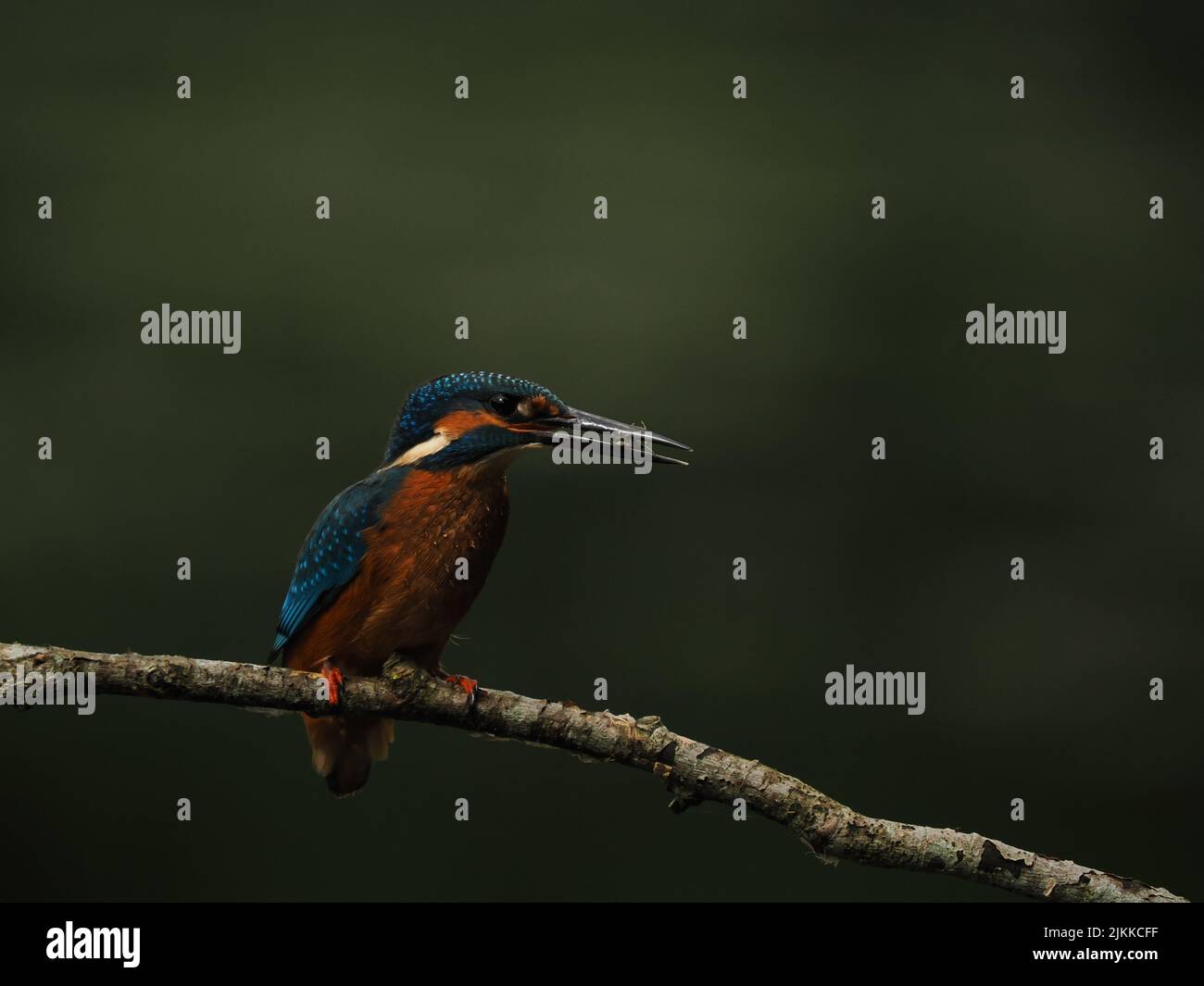 Kingfisher enjoy fishing from a perch, but often fly to another with a catch ! Stock Photo