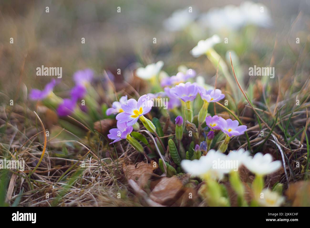 The selective focus shot of the primrose primula woronowii flower Stock Photo
