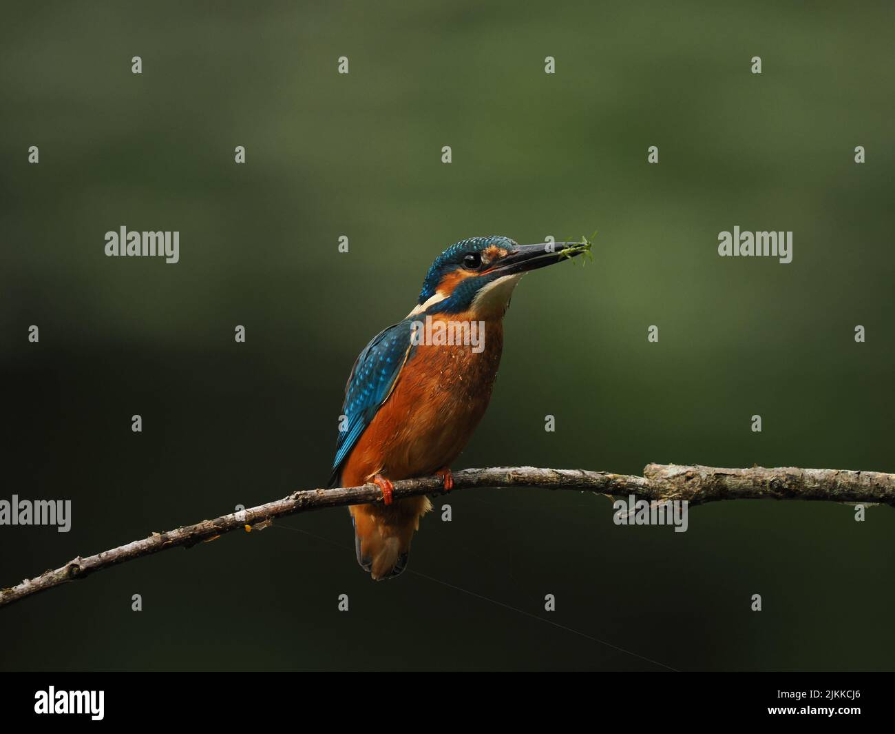 Kingfisher enjoy fishing from a perch, but often fly to another with a