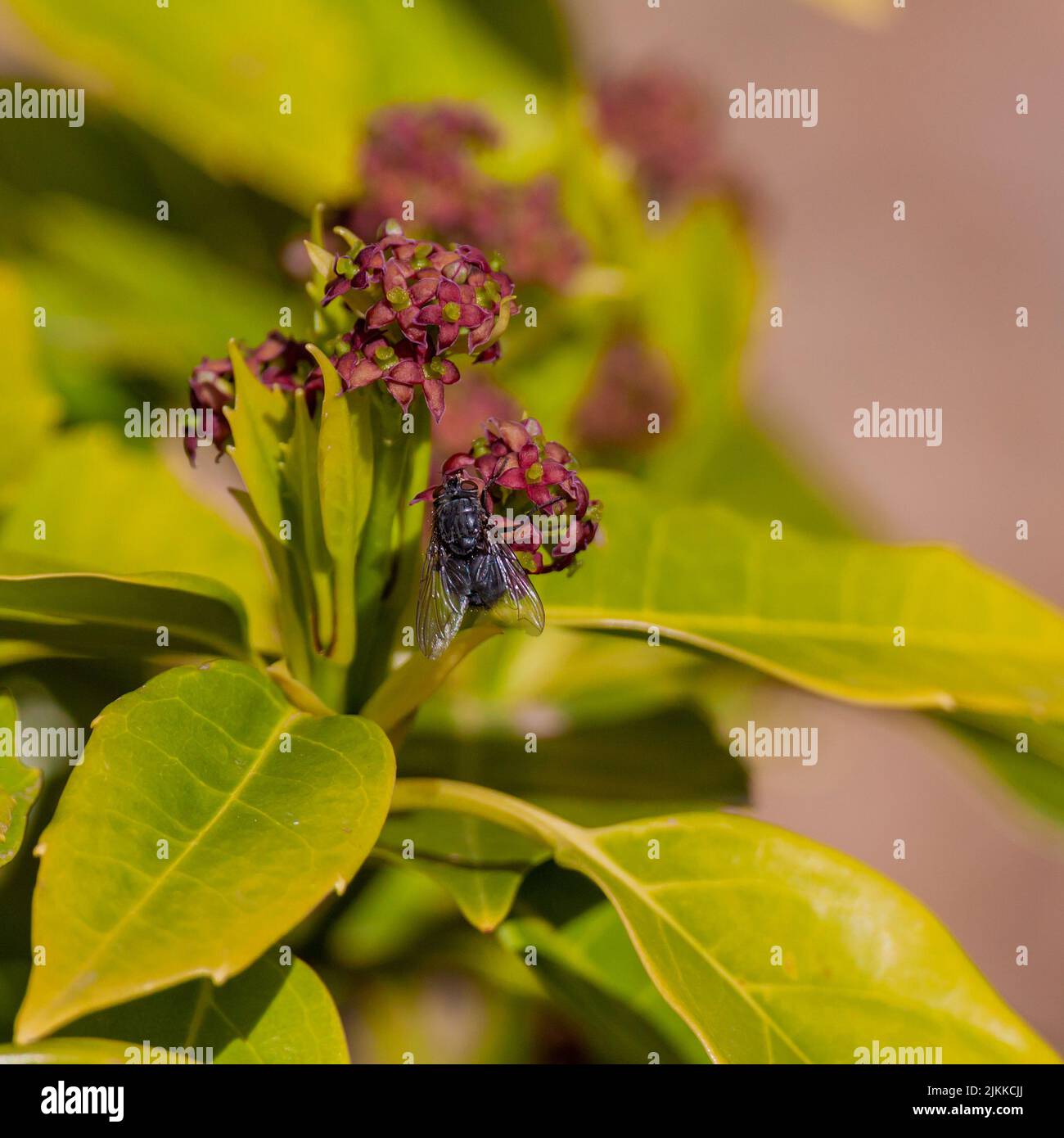 Purple milkweed hires stock photography and images Alamy