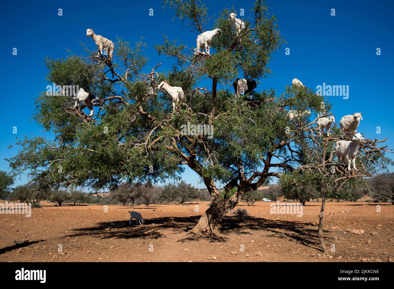 The Goats On Trees In Morocco Stock Photo Alamy the-goats-on-trees-in-morocco-stock-photo-alamy