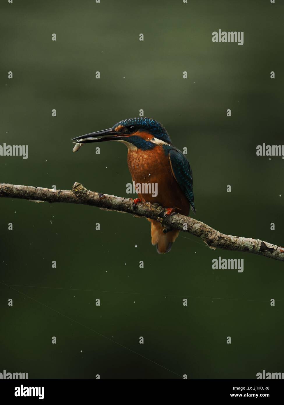 Kingfisher enjoy fishing from a perch, but often fly to another with a catch ! Stock Photo