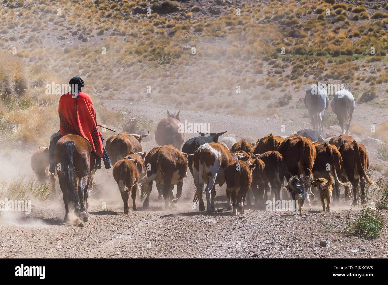 Gaucho and herd of cows, Patagonia, Argentina Stock Photo