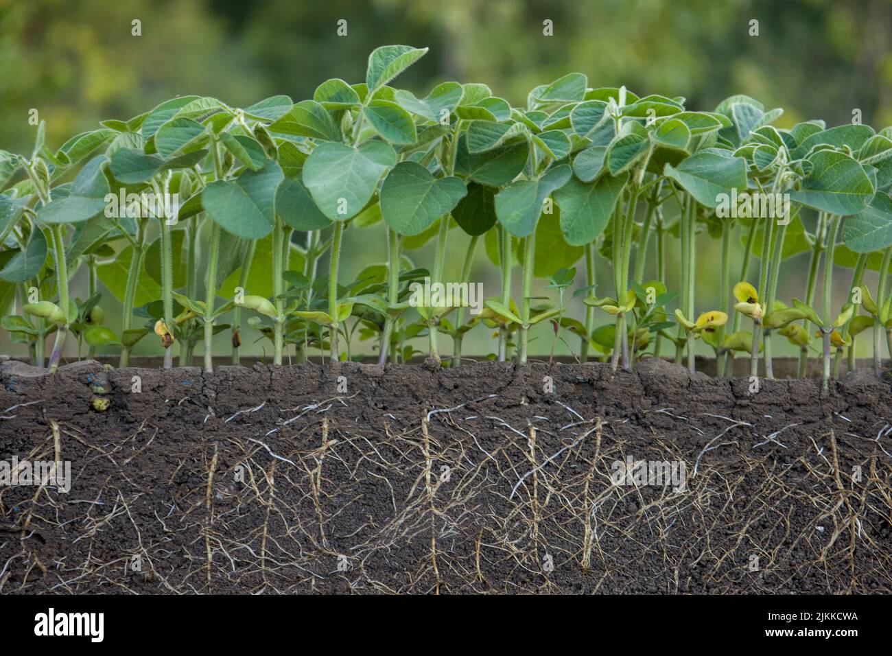 Fresh green soybean plants with roots Stock Photo Alamy