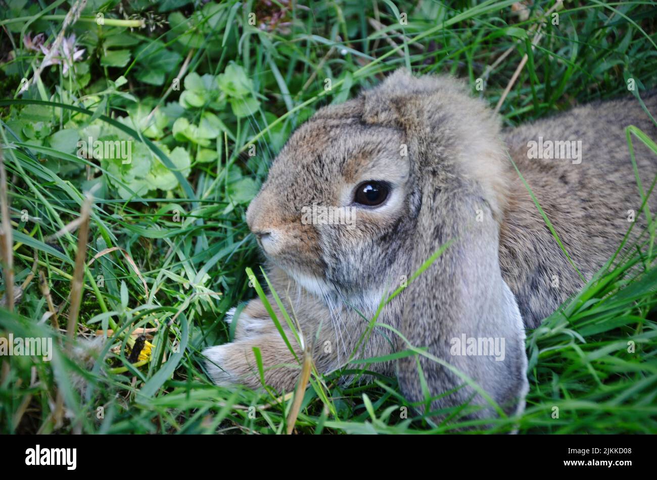 A cute adorable Holland Lop lying on the green grass in spring Stock Photo
